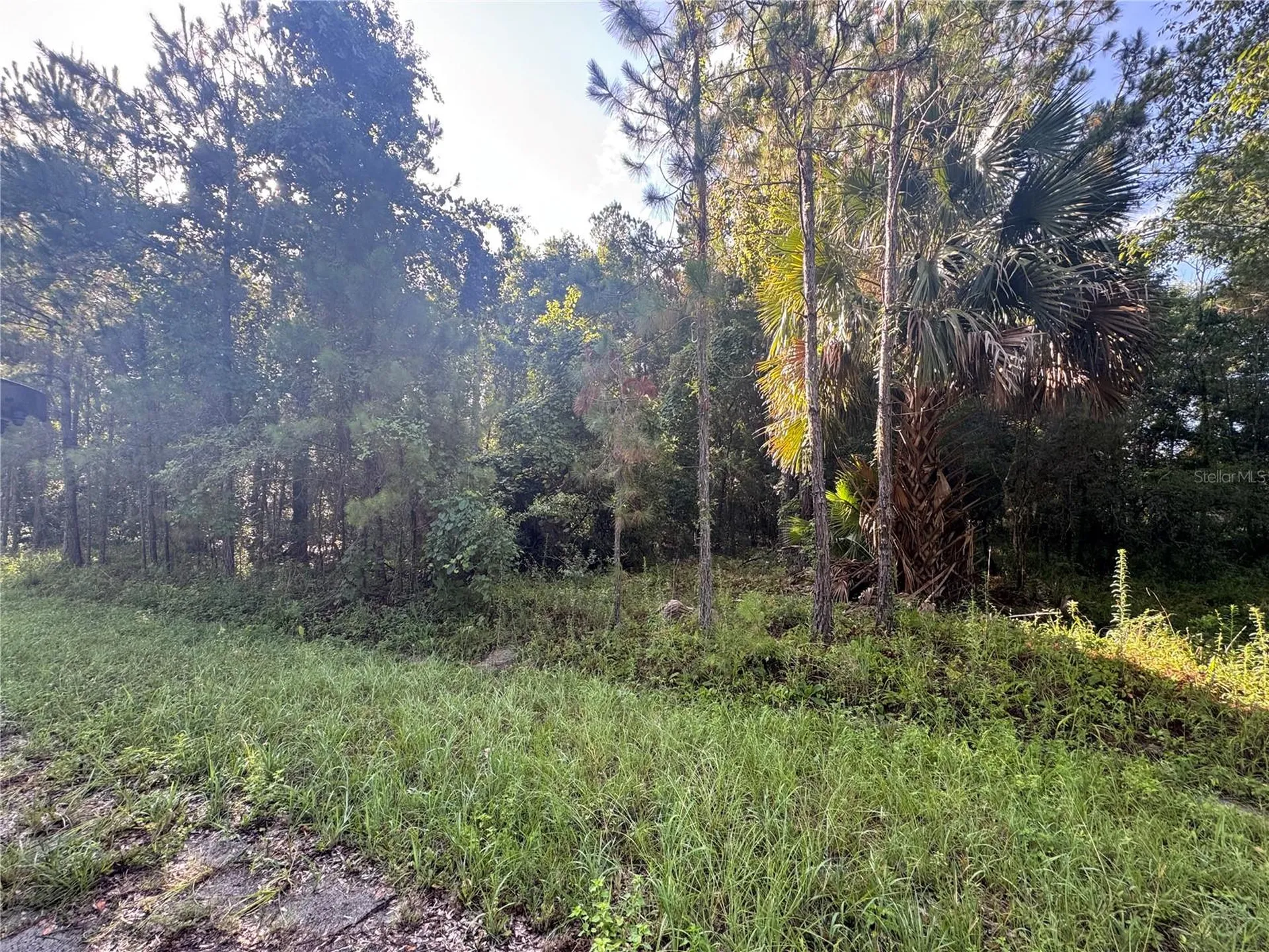 Tbd Sequoia Loop Drive Ocklawaha FL 32179