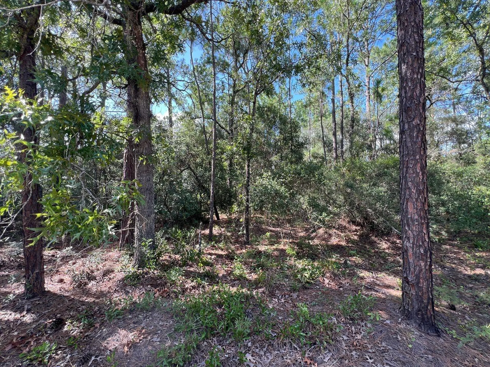SW 157th Lane Dunnellon FL 34432