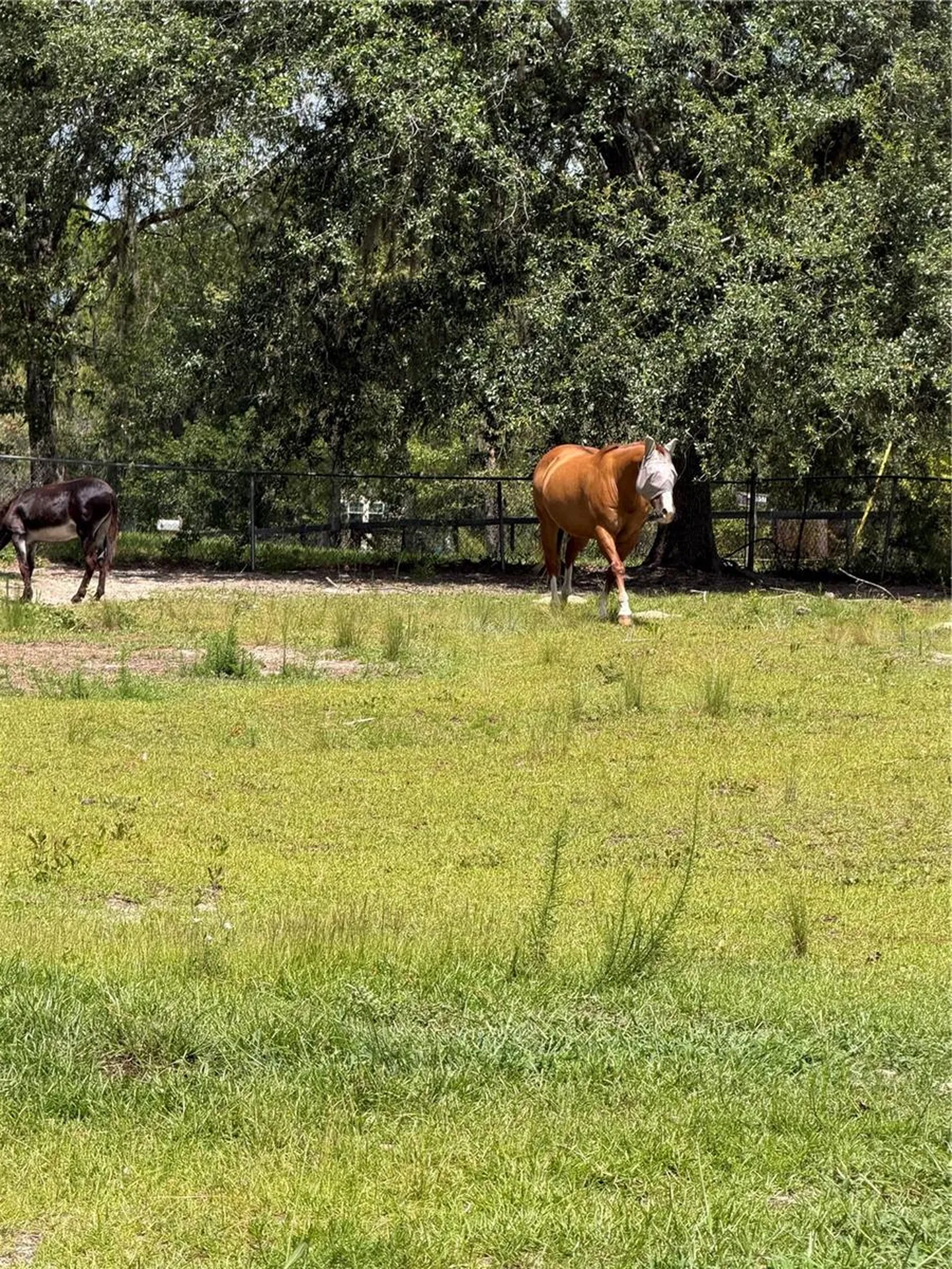 5730 SE 120th Avenue Morriston FL 32668