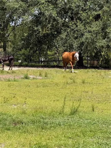 5730 SE 120th Avenue Morriston FL 32668