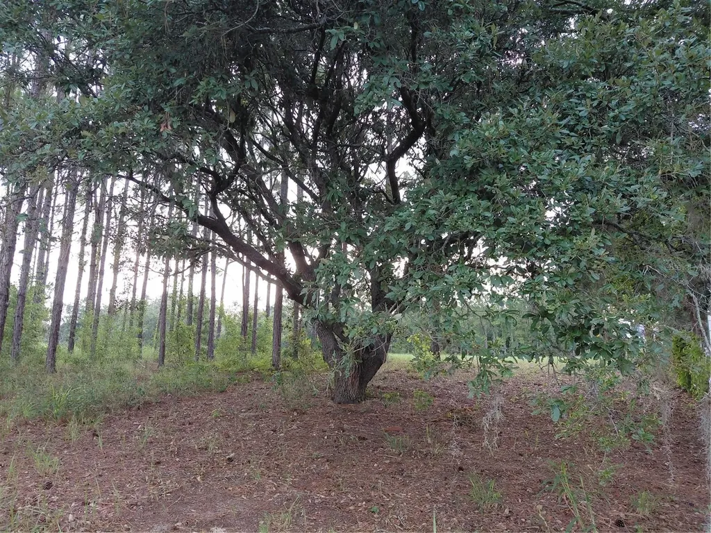 14240 Lost Lake Road Clermont FL 34711
