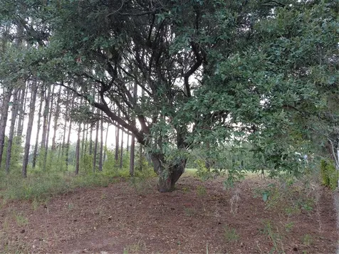 14240 Lost Lake Road Clermont FL 34711