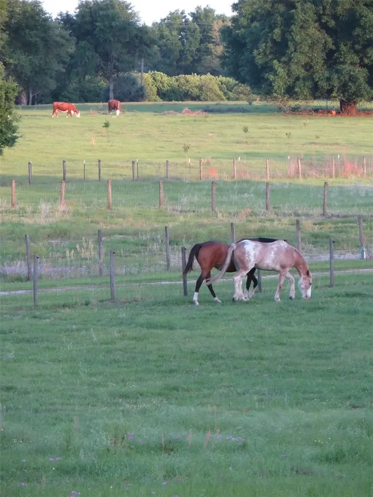 21341 Horse Ranch Road Mount Dora FL 32757