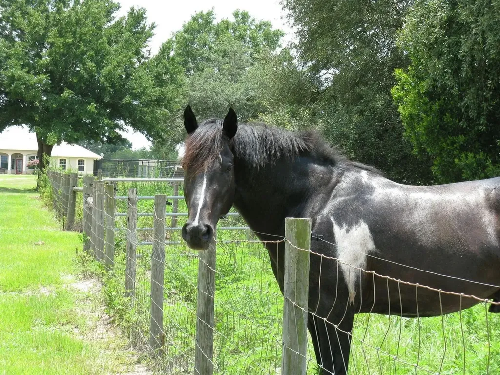 21341 Horse Ranch Road Mount Dora FL 32757