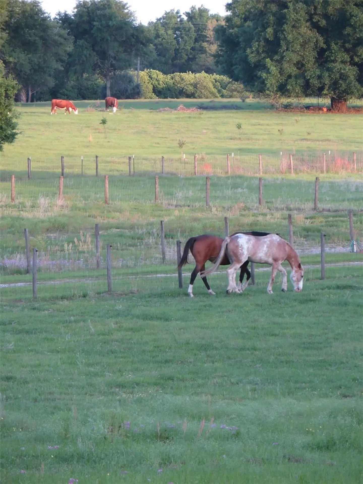 21341 Horse Ranch Road Mount Dora FL 32757