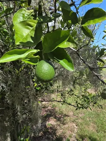 169 Clay Cut Circle Haines City FL 33844