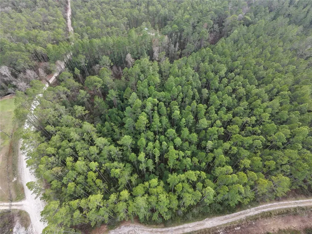 NE NE 130 Ct Road Fort Mc Coy FL 32134
