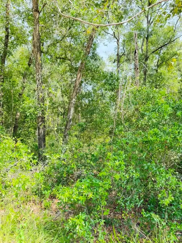 3560 E Bellshire Place Inverness FL 34453
