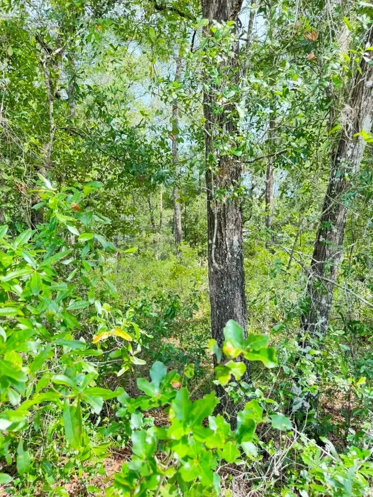 3560 E Bellshire Place Inverness FL 34453