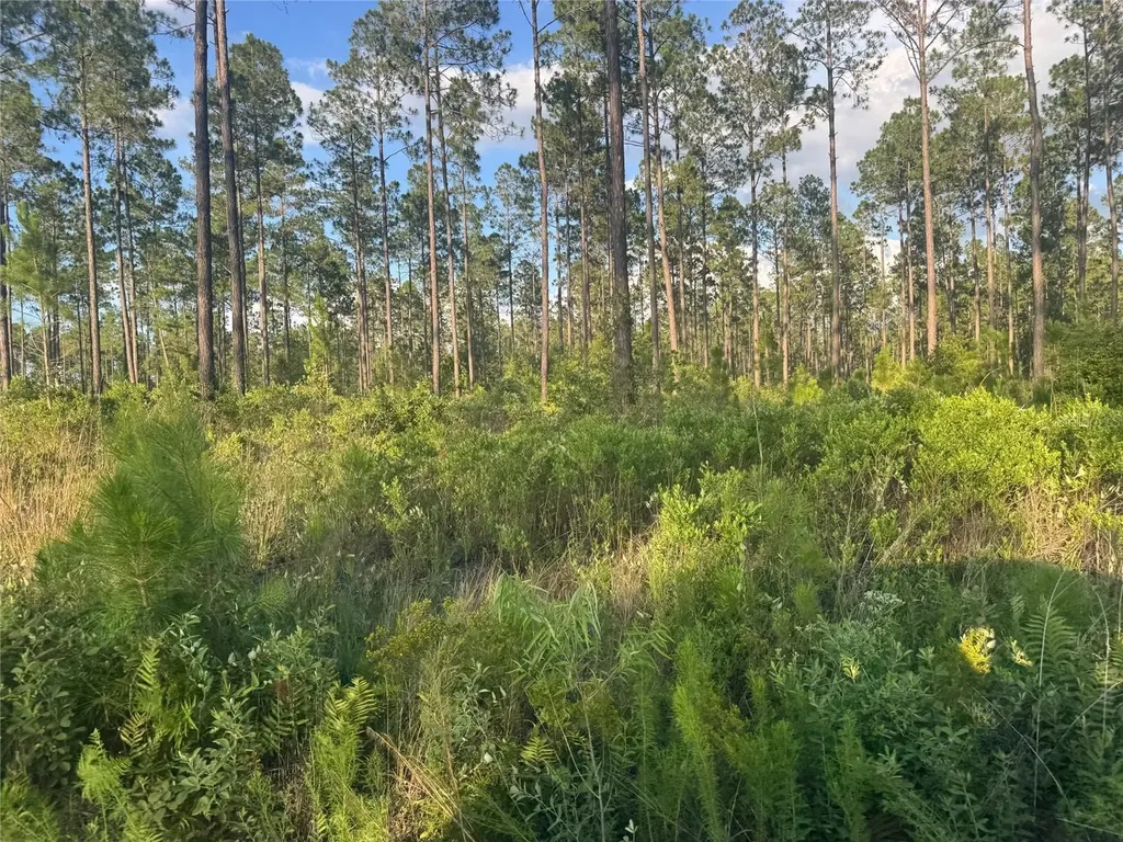 Tbd NW Cr 235 Lake Butler FL 32054