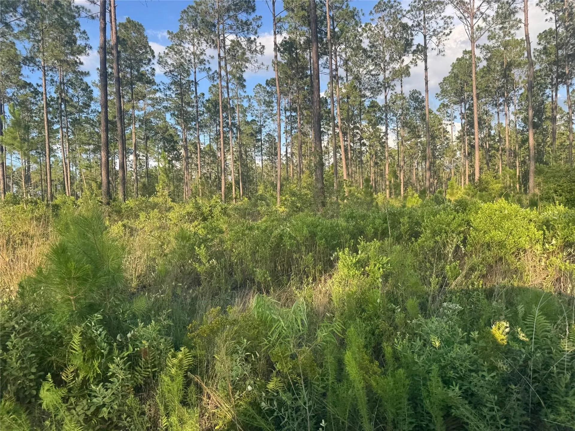 Tbd NW Cr 235 Lake Butler FL 32054