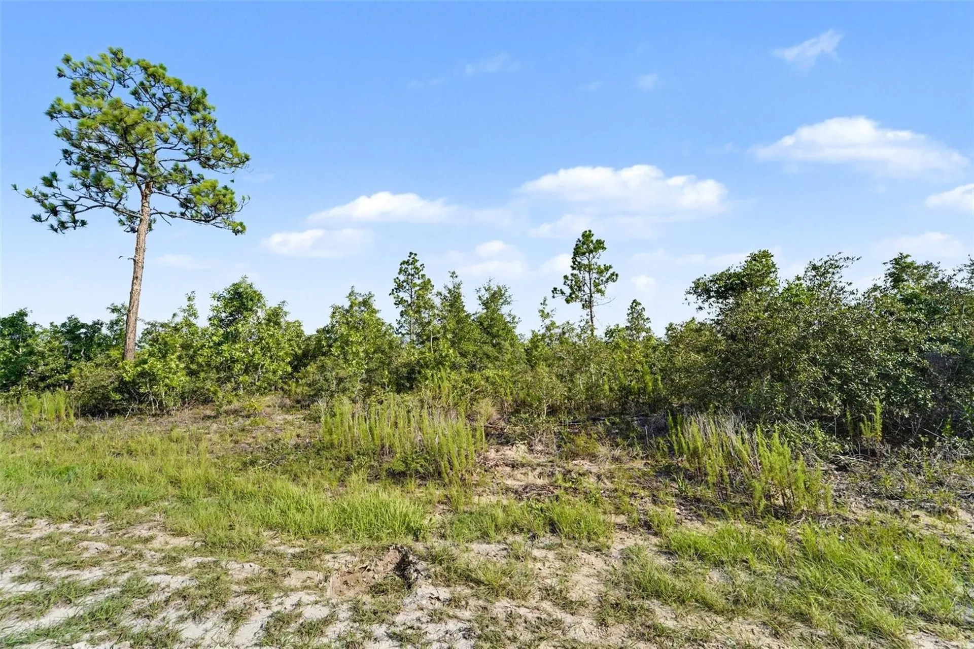 0 Scissorbill Avenue Weeki Wachee FL 34614
