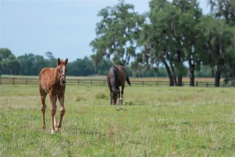Tbd (Lot 14-w) SW 138th Loop Dunnellon FL 34432