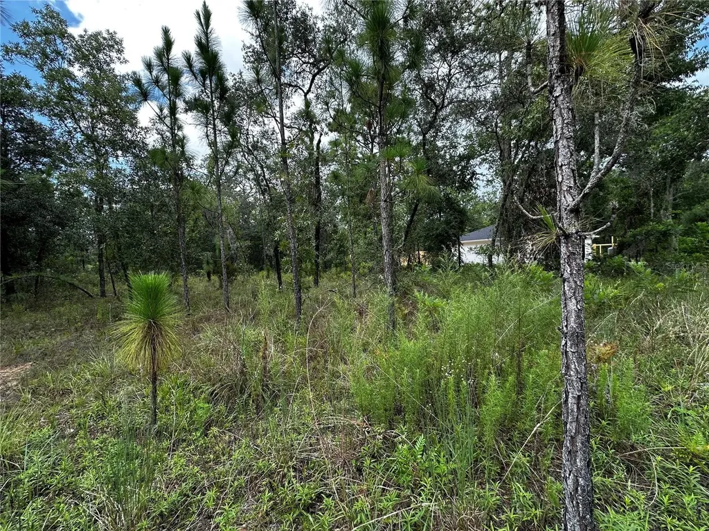 Tbd NE 15th Lane Williston FL 32696