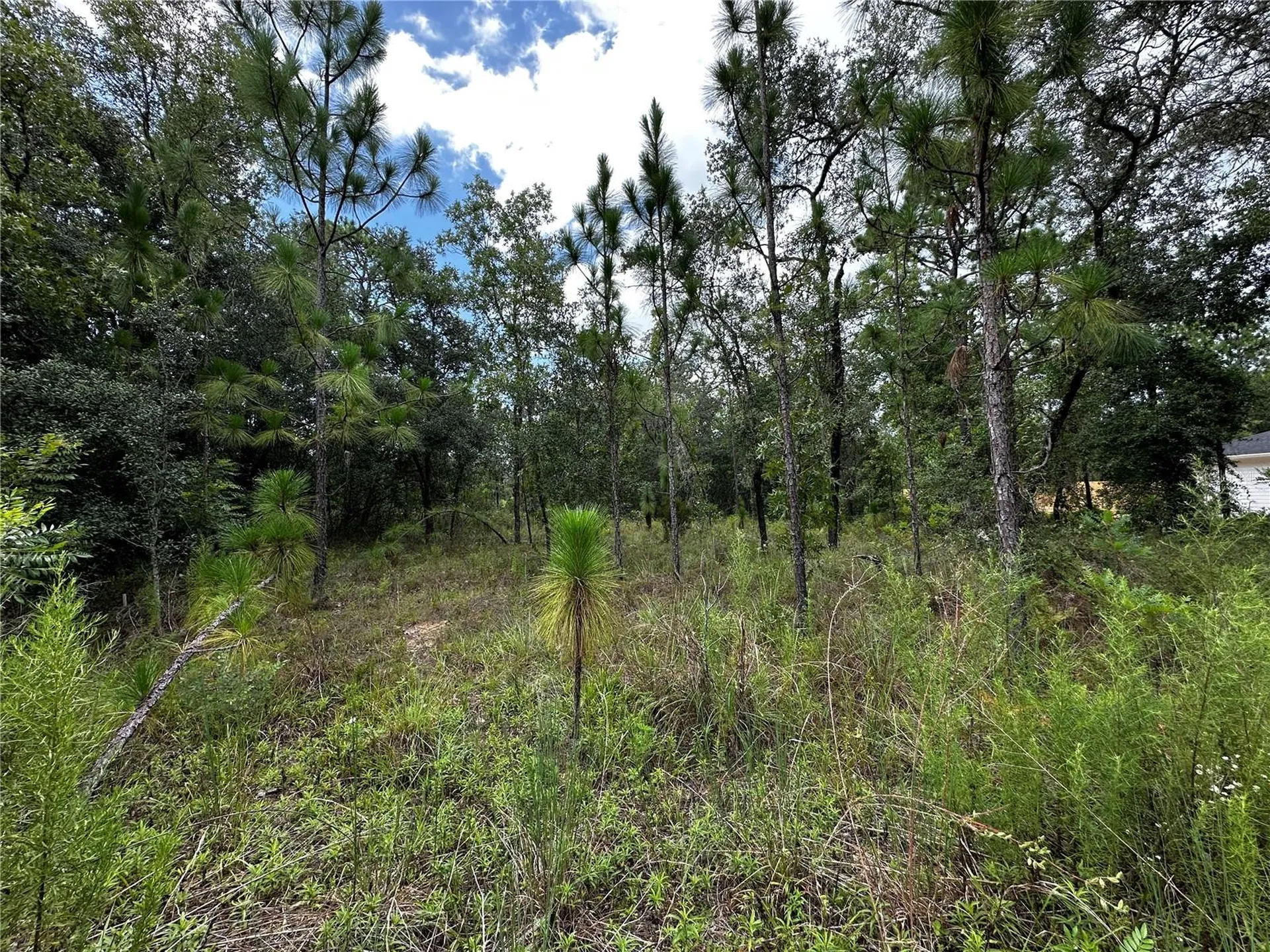 Tbd NE 15th Lane Williston FL 32696
