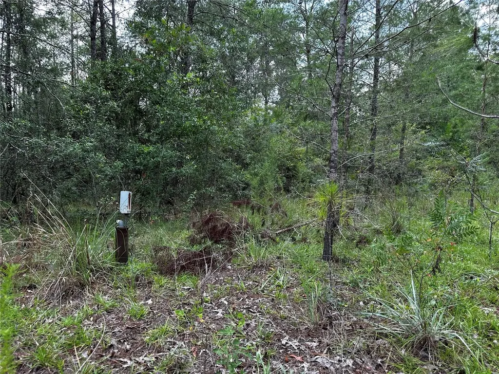 6270 NE 139th Avenue Williston FL 32696