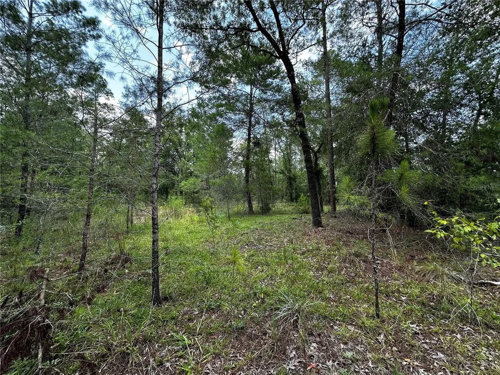 6270 NE 139th Avenue Williston FL 32696