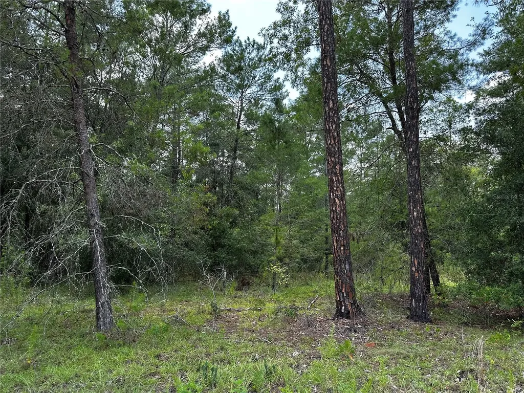 6270 NE 139th Avenue Williston FL 32696