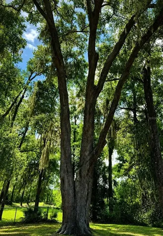 18848 SW 60th Street Dunnellon FL 34432