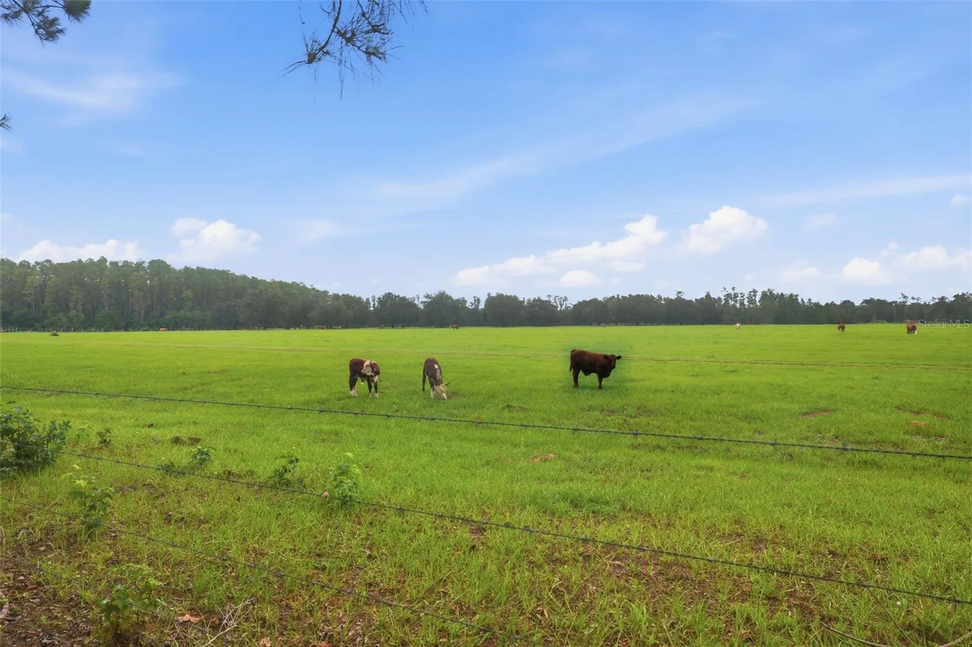 2814 Maple Brook Loop Lutz FL 33558