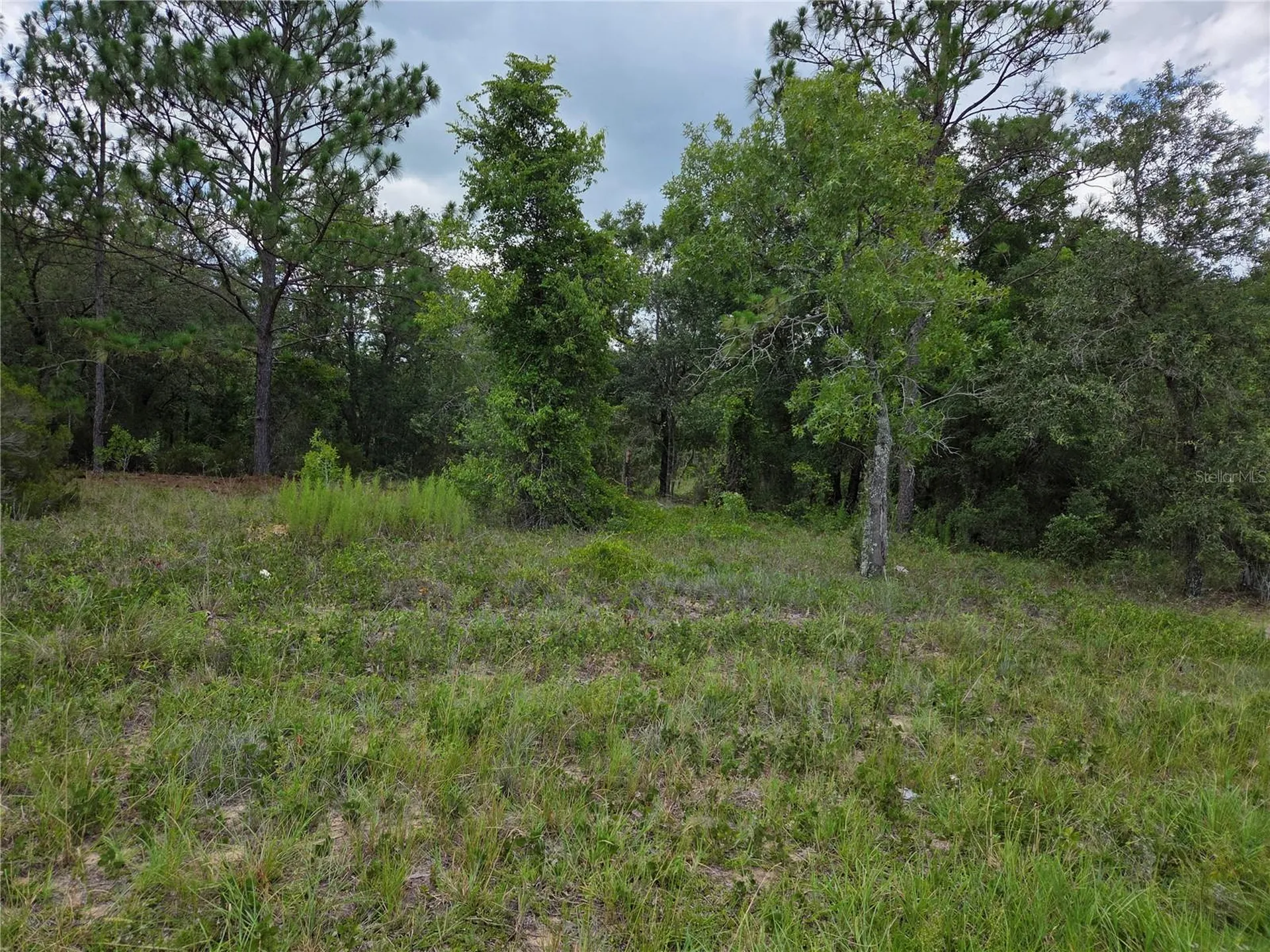 0000 SE State Road 121 Williston FL 32696