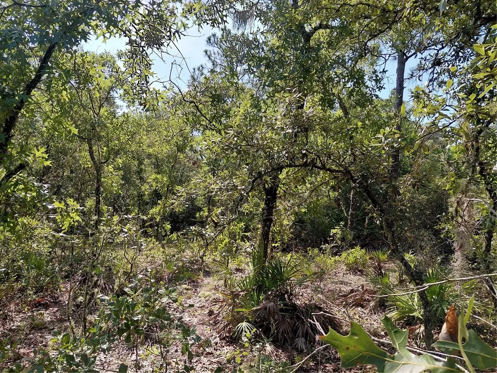 Wheystone Drive Webster FL 33597