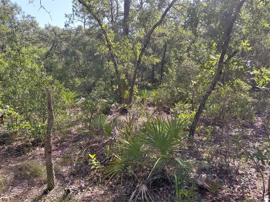 Wheystone Drive Webster FL 33597