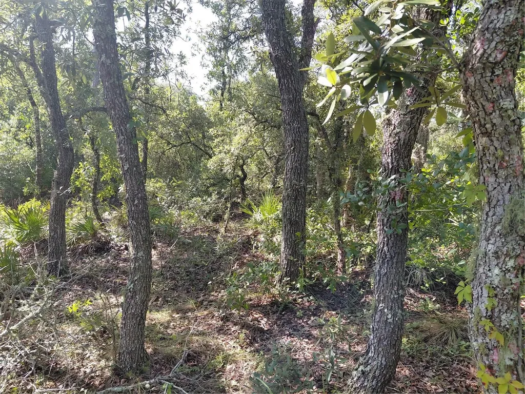 Wheystone Drive Webster FL 33597