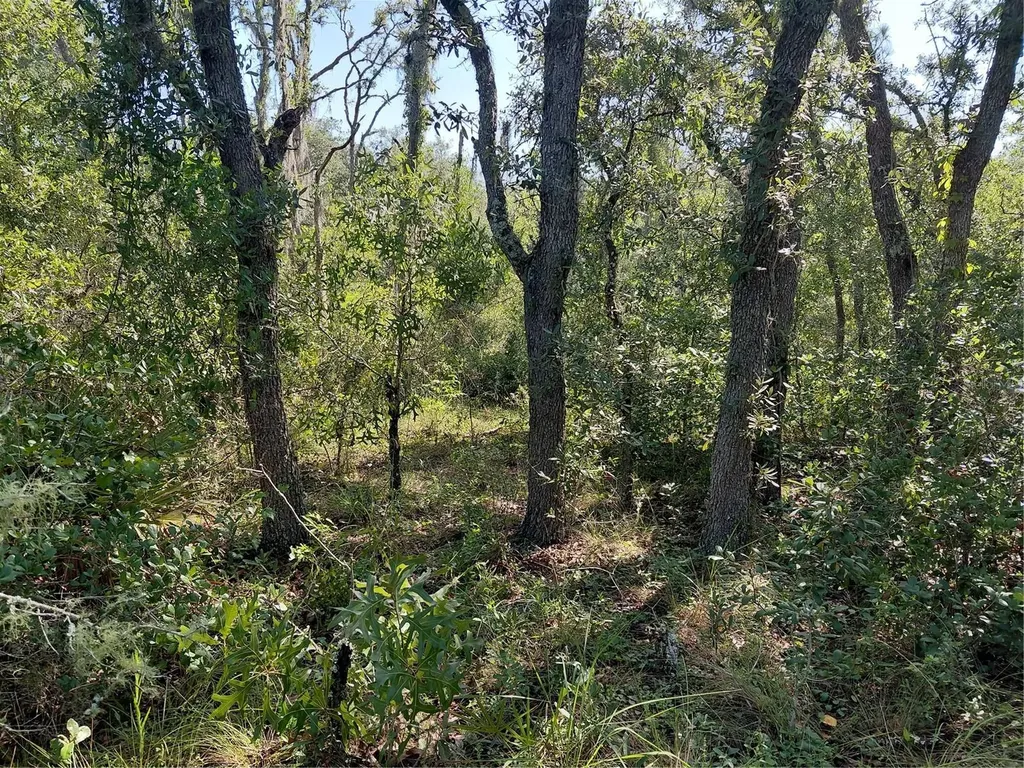 Wheystone Drive Webster FL 33597