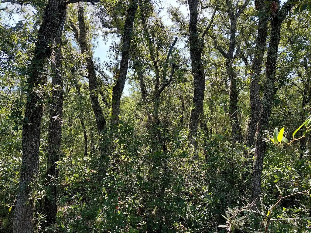 Wheystone Drive Webster FL 33597