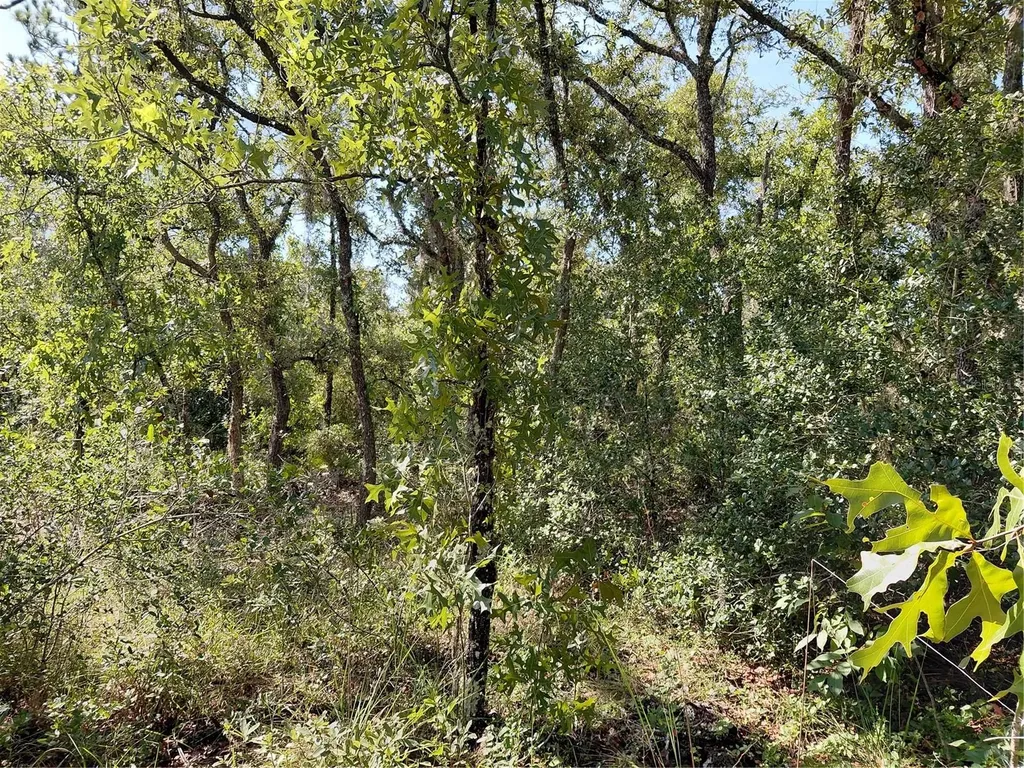 Wheystone Drive Webster FL 33597