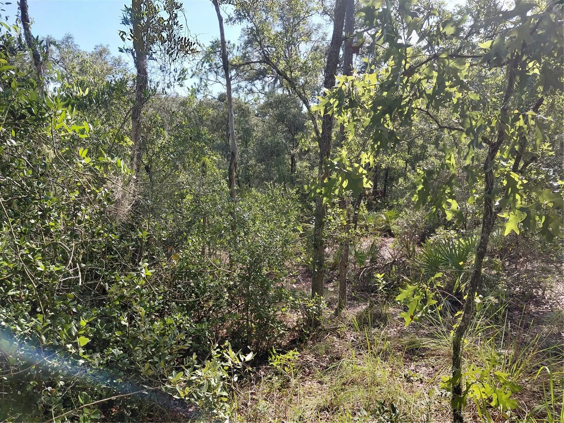 Wheystone Drive Webster FL 33597