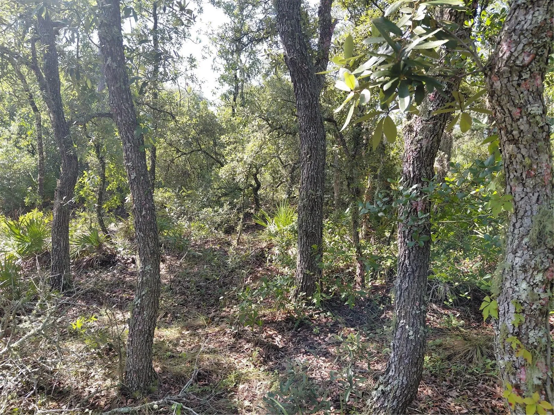 Wheystone Drive Webster FL 33597