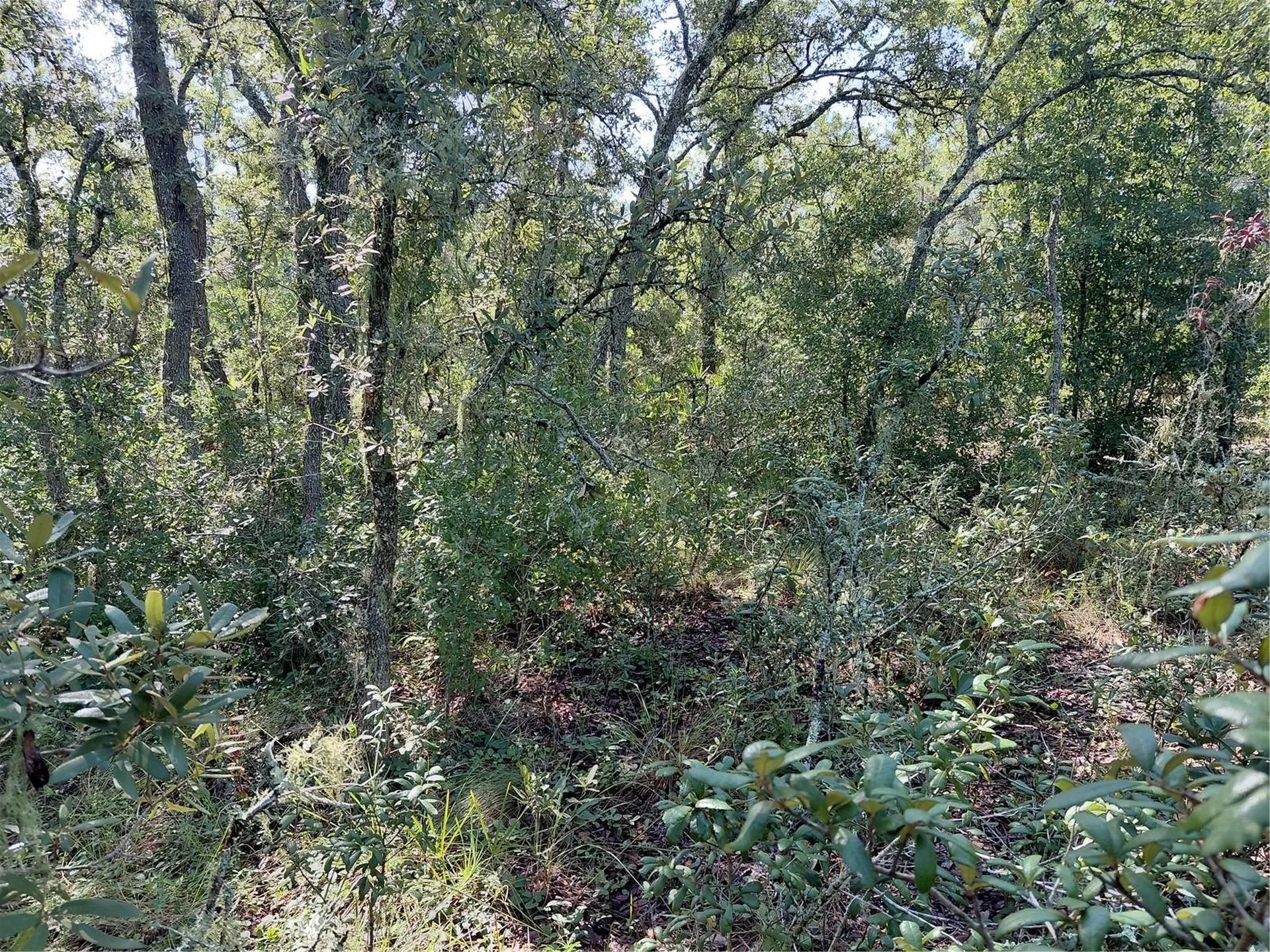 Wheystone Drive Webster FL 33597