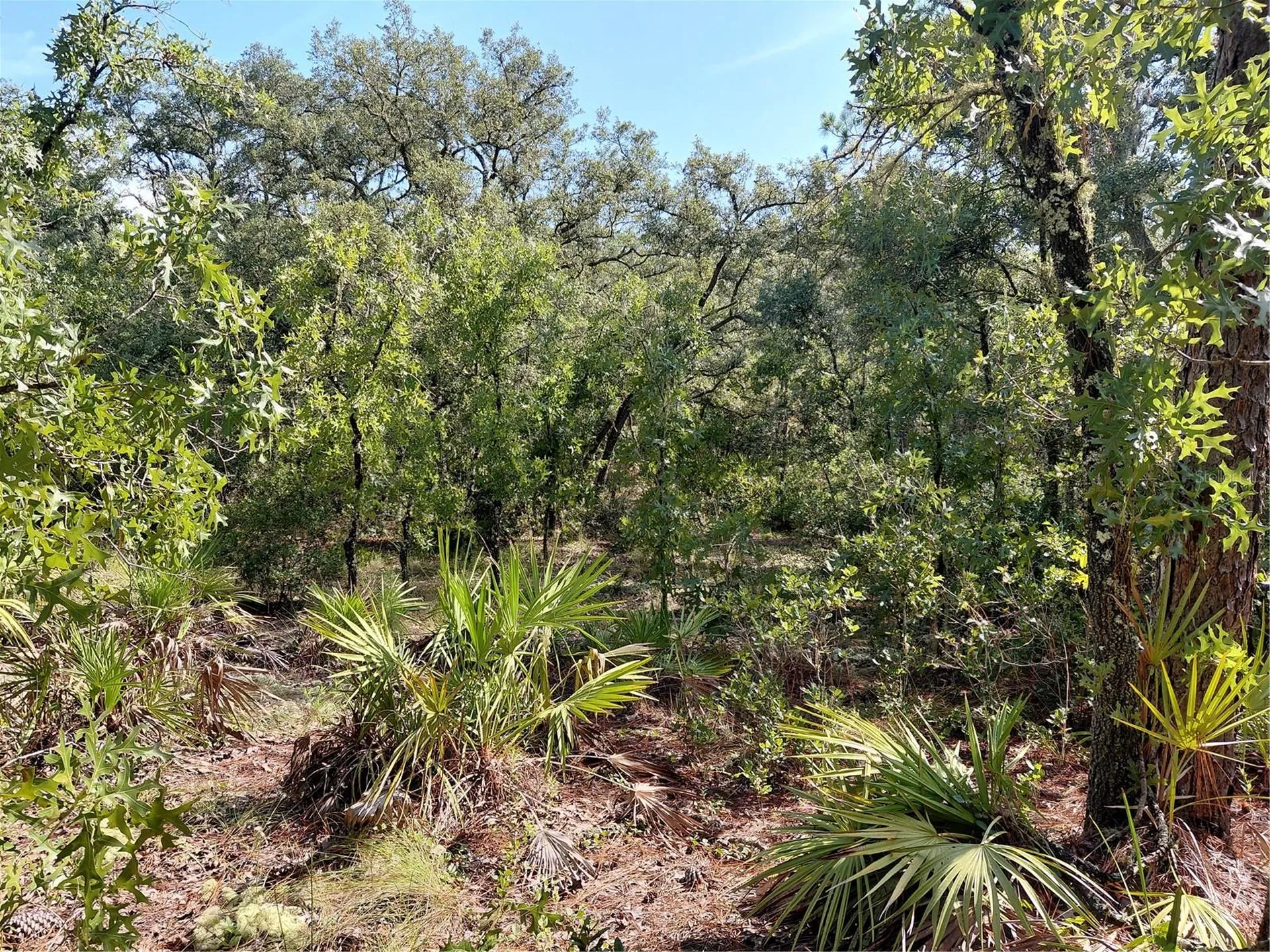 Wheystone Drive Webster FL 33597