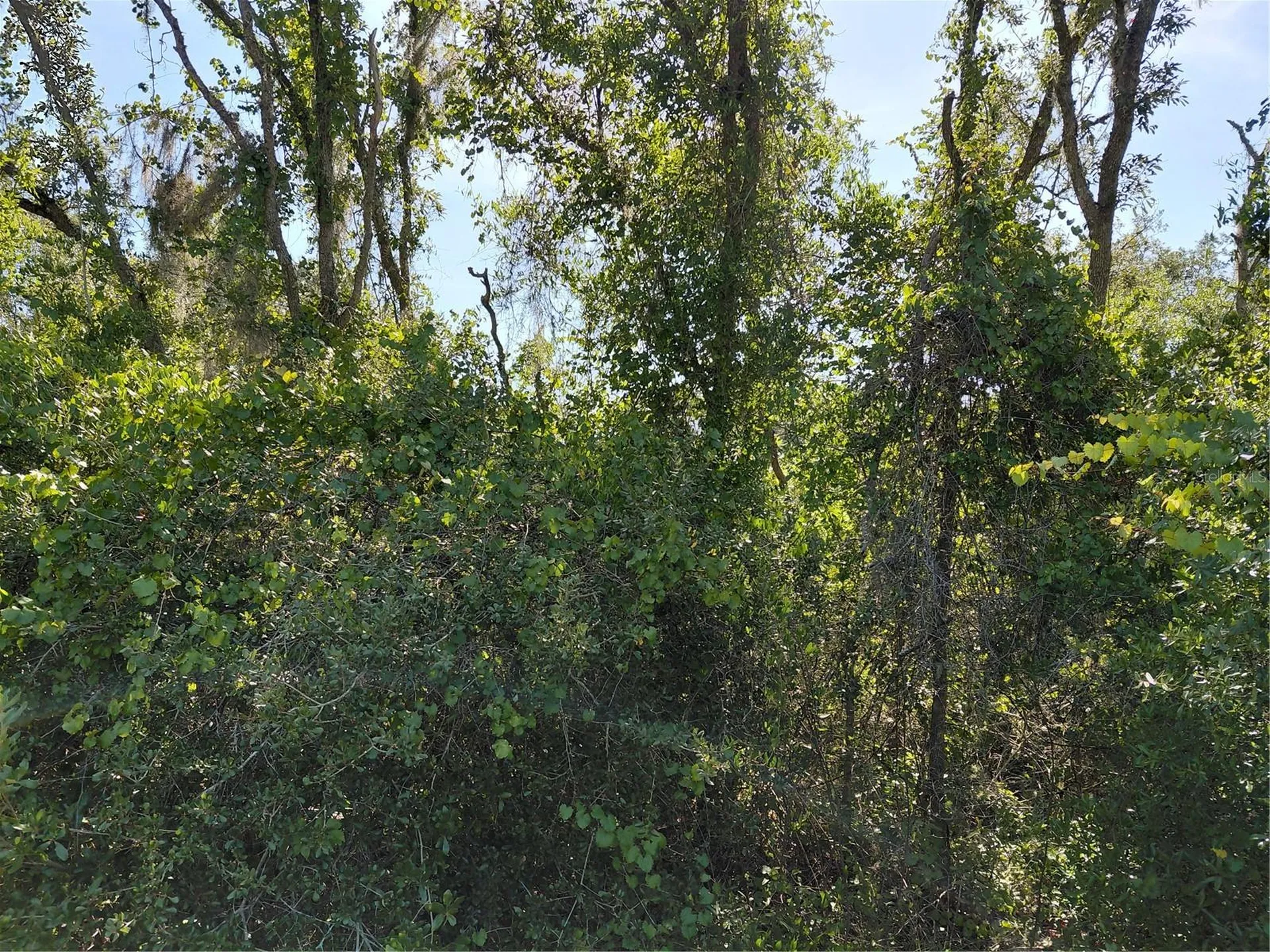 Wheystone Drive Webster FL 33597