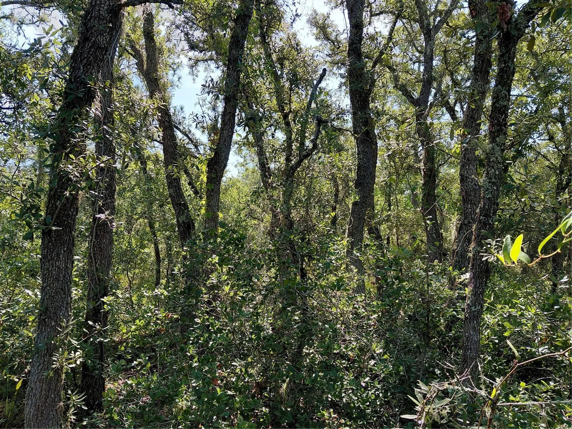 Wheystone Drive Webster FL 33597