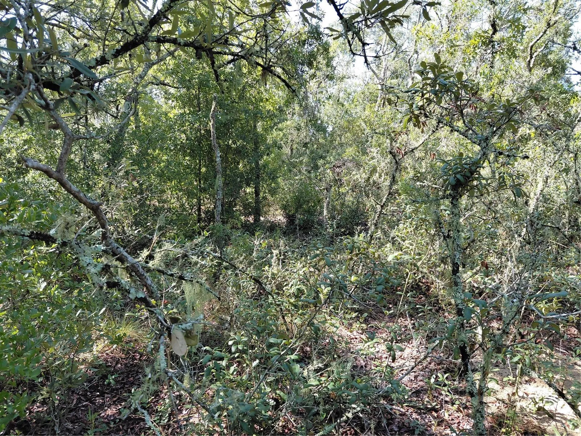 Wheystone Drive Webster FL 33597