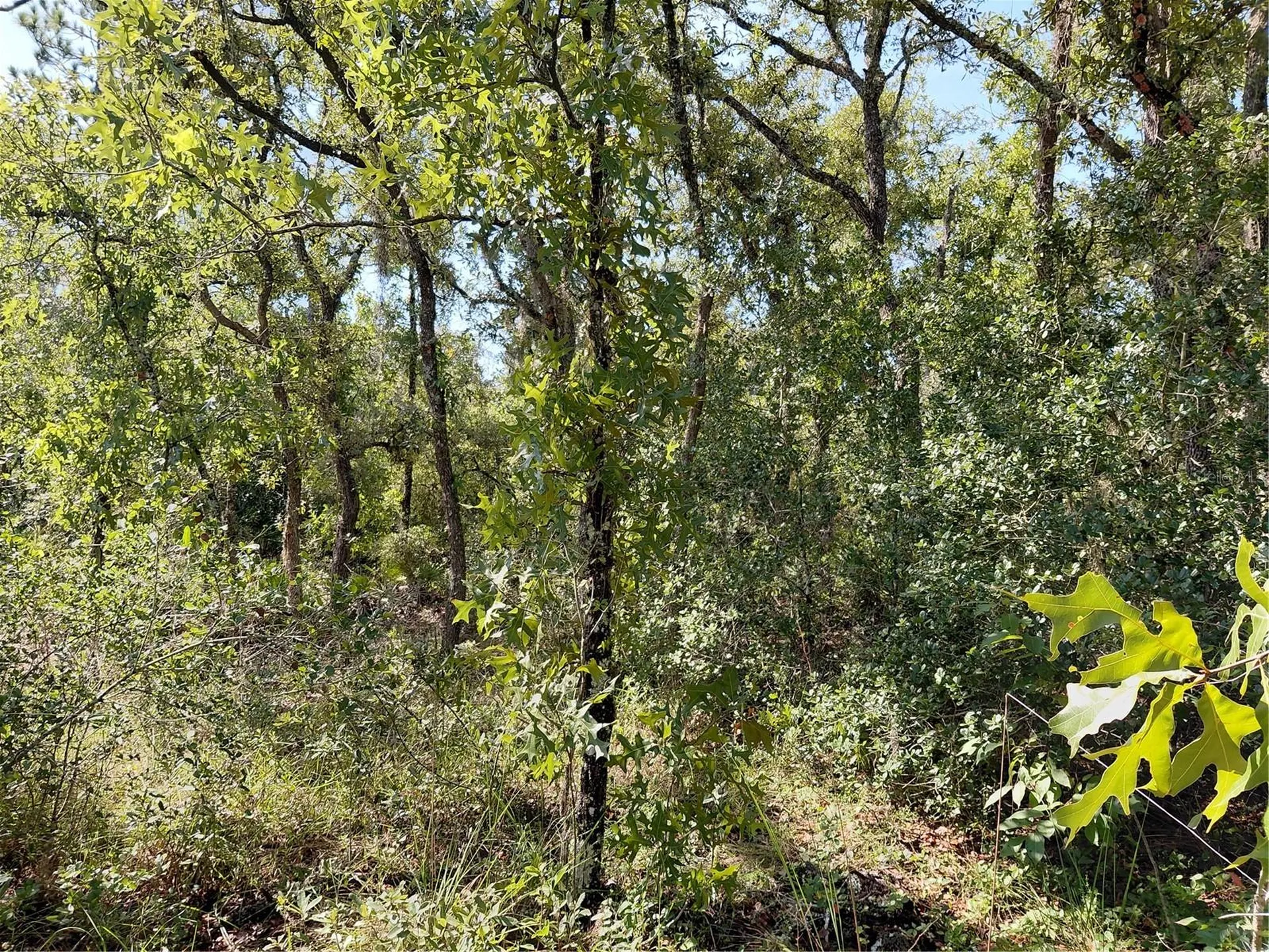 Wheystone Drive Webster FL 33597