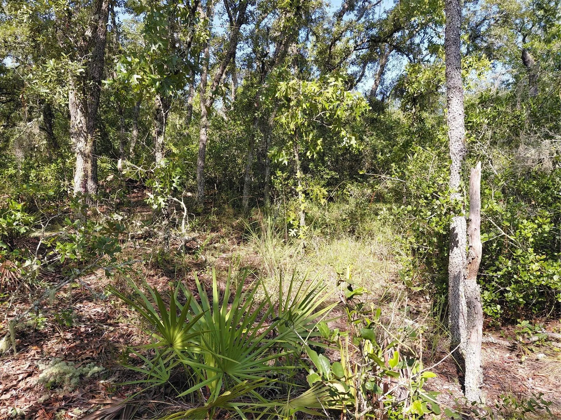 Wheystone Drive Webster FL 33597