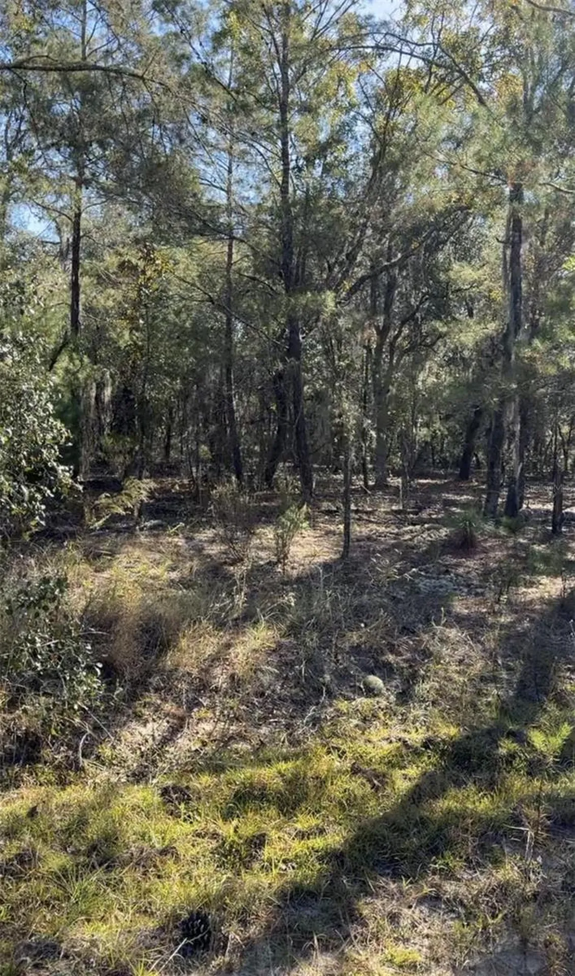 204 Wales Street Interlachen FL 32148
