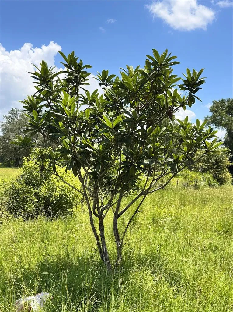 265 SW Skyline Loop Fort White FL 32038