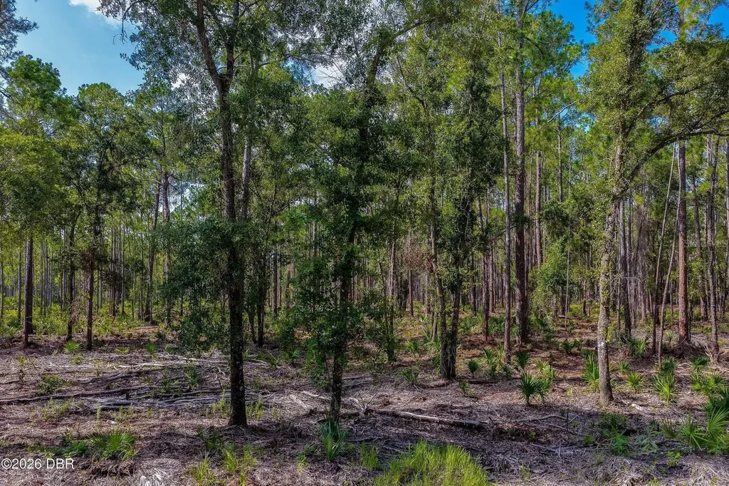 00 Ninemile Point Road Pierson FL 32180