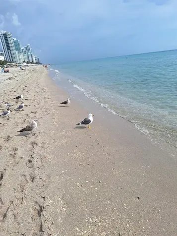 2030 S Ocean Drive Hallandale Beach FL 33009