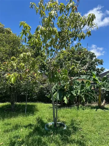 1181 SW 141st Avenue Miami FL 33184