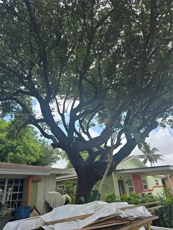 242 NW 7th Avenue Dania Beach FL 33004