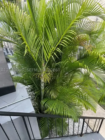 2010 SW 6th Street Miami FL 33135