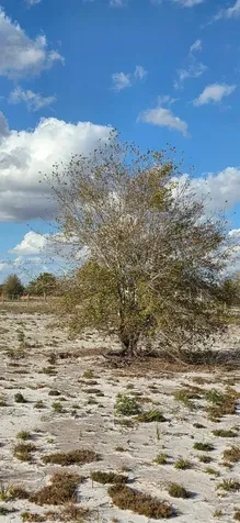 16525 NW 260 Street Okeechobee FL 34972