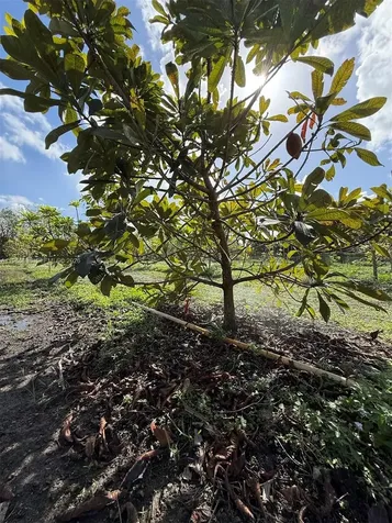 16455 SW 207 Miami FL 33187