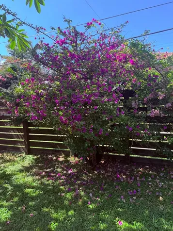 12000 NE 9th Avenue Biscayne Park FL 33161